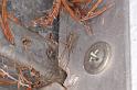 Smeringopus_pallidus_D7059_Z_89_Camping at Hopi hollow_Australie